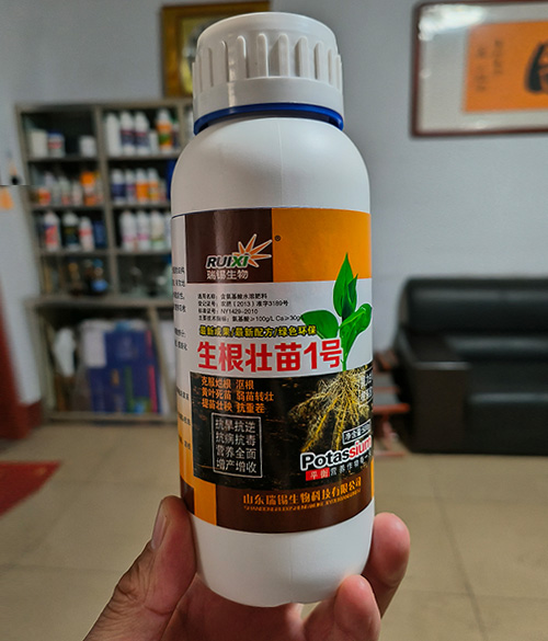 生根壮苗1号